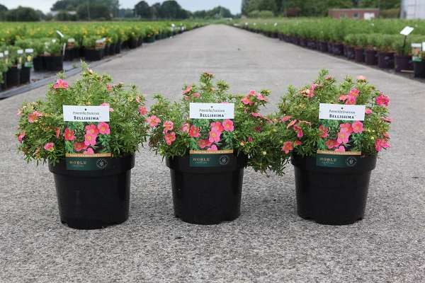 Picture of POTENTILLA FRUTICOSA BELLISSIMA