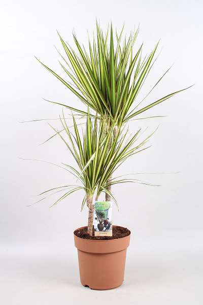 Picture of DRACAENA MARGINATA SUNRAY 045+/015+