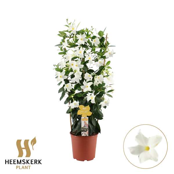 Picture of Mandevilla summerstar white on frame