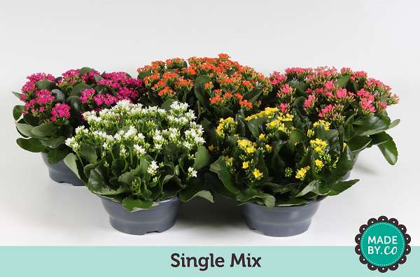 Picture of Kalanchoe blossfeldiana mix in bowl
