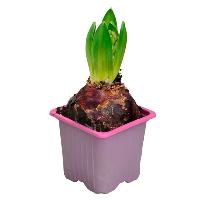 Picture of HYACINTHUS 01BULB PINK