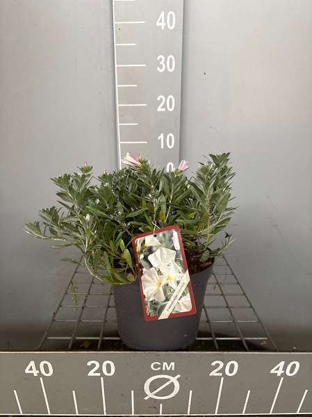 Picture of CONVOLVULUS CNEORUM