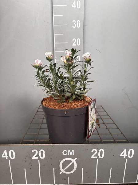 Picture of Convolvulus cneorum