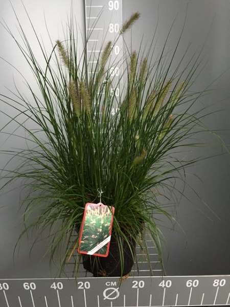 Picture of PENNISETUM ALOPECUROIDES HAMELN