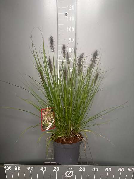 Picture of PENNISETUM ALOPECUROIDES RED HEAD