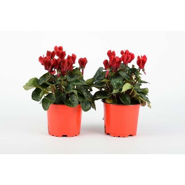 Picture of CYCLAMEN PERSICUM RED IN RED POT
