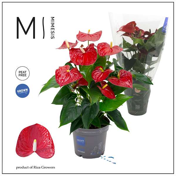 Picture of Anthurium andreanum grandi flora red
