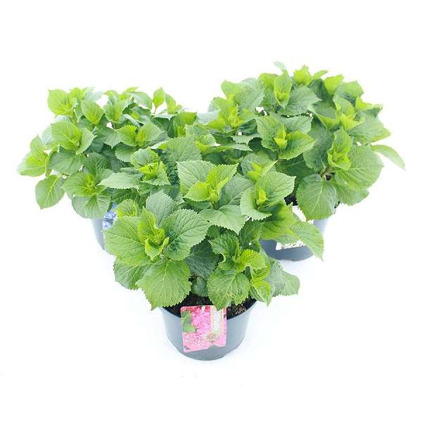 Picture of Hydrangea macrophylla mix