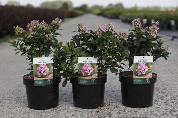 Picture of ESCALLONIA PINK ELLE