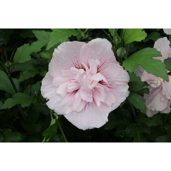 Picture of HIBISCUS SYRIACUS PINK CHIFFON