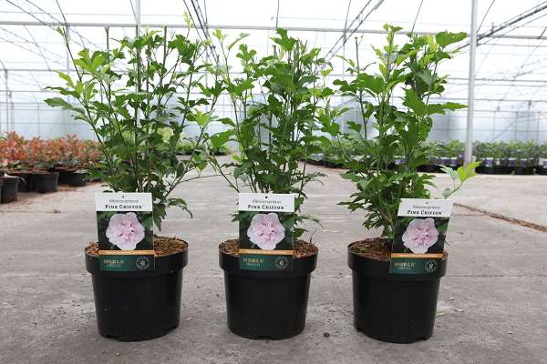 Picture of HIBISCUS SYRIACUS PINK CHIFFON