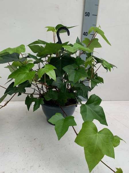 Picture of Hedera montgomery hang