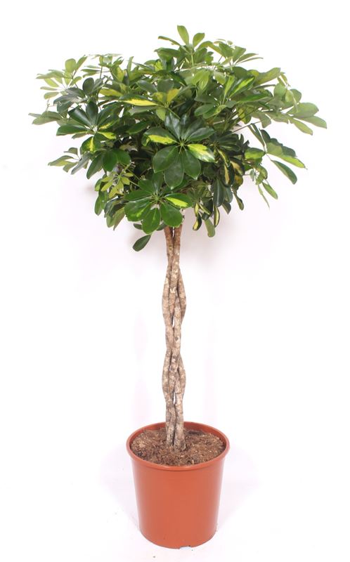 Picture of SCHEFFLERA ARBORICOLA GOLD CAPELLA BRAIDED STEM