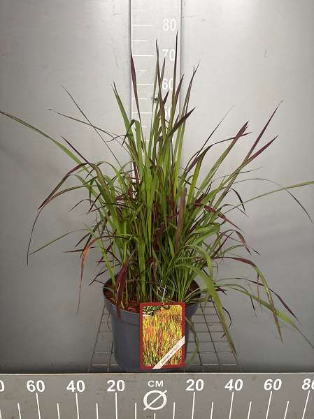 Picture of Imperata  'red baron'