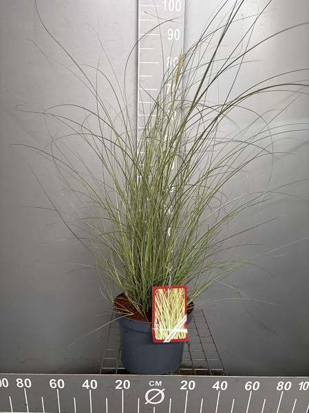 Picture of Miscanthus sin  morning light