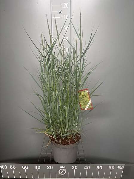 Picture of PANICUM VIRGATUM PRAIRIE SKY