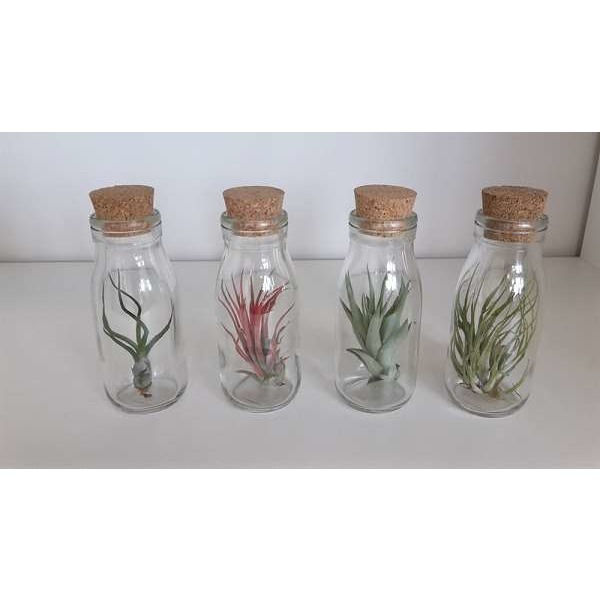 Picture of TILLANDSIA IN GLASS WITH CORK