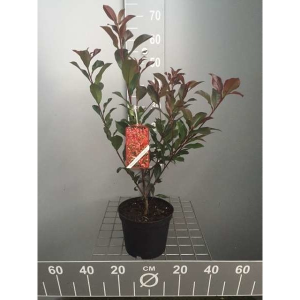 Picture of PHOTINIA FRASERI CARRÉ ROUGE