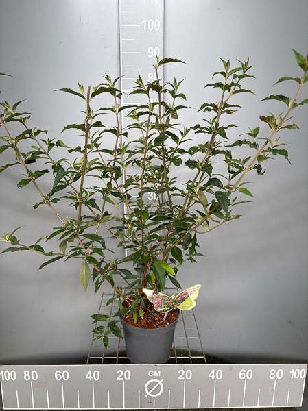 Picture of BUDDLEJA ARGUS VELVET