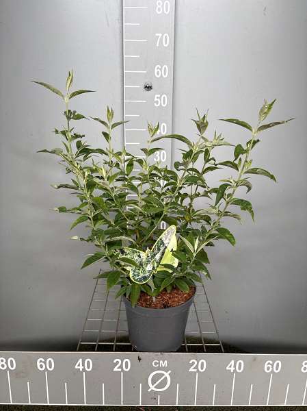Picture of BUDDLEJA ARGUS WHITE