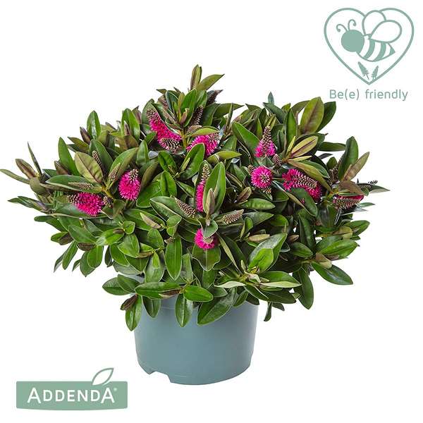 Picture of Veronica (hebe) addenda eva