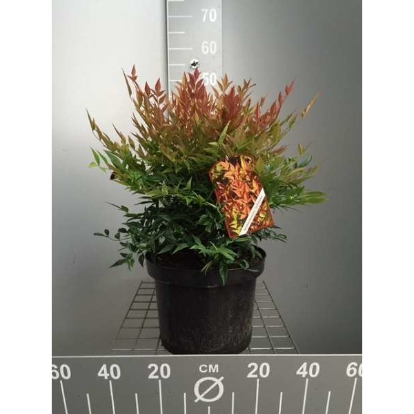 Picture of Nandina domestica gulf stream