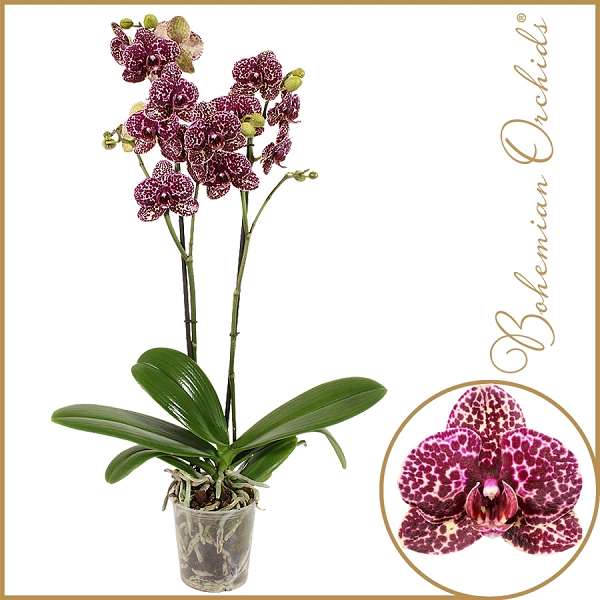 Picture of PHALAENOPSIS 02-STEM WILD CAT