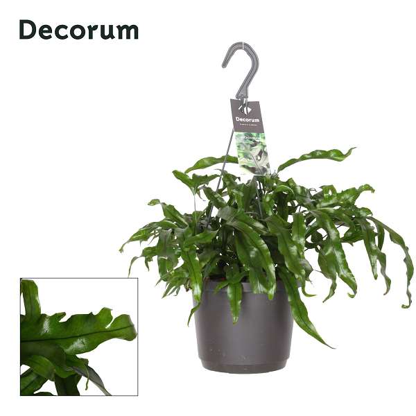 Picture of Microsorum diversifolium hanging basket