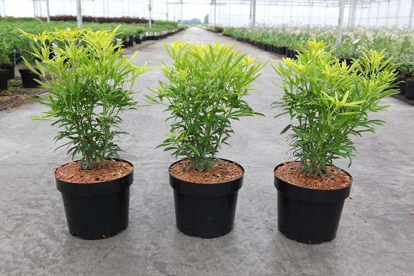 Picture of CHOISYA TERNATA AZTEC GOLD