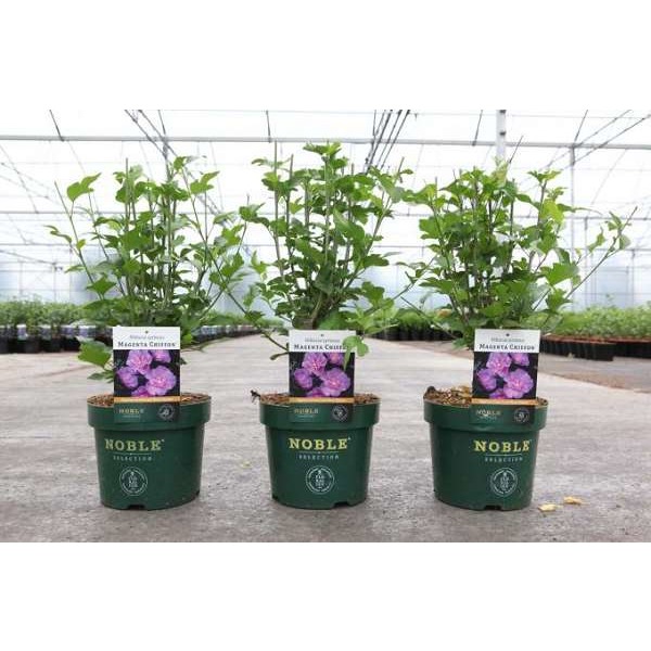 Picture of HIBISCUS SYRIACUS MAGENTA CHIFFON