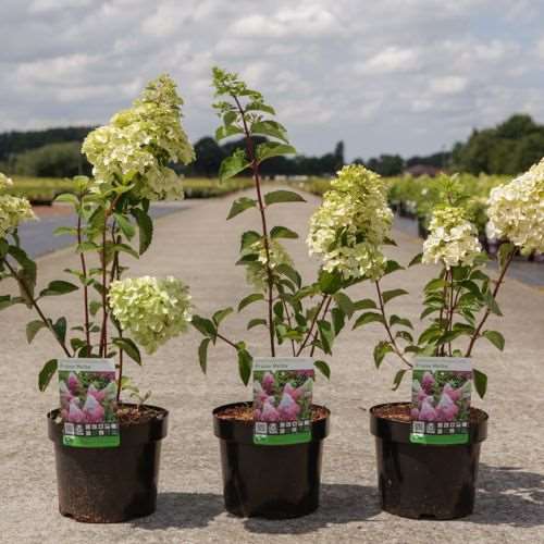 Picture of HYDRANGEA PANICULATA FRAISE MELBA