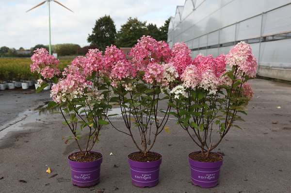 Picture of Hydrangea pan  tickled pink