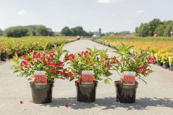 Picture of WEIGELA ALL SUMMER RED