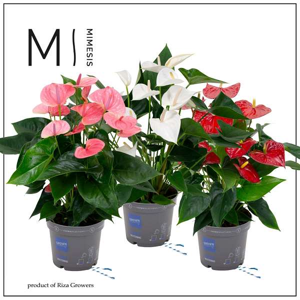 Picture of Anthurium andreanum grandi flora mix