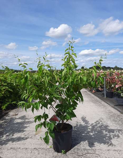 Picture of Heptacodium miconioides temple of bloom