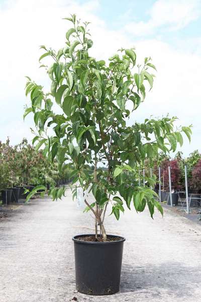 Picture of HEPTACODIUM MICONIOIDES NOBLE