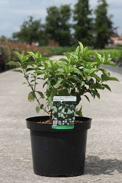 Picture of HYDRANGEA PANICULATA POLAR BEAR