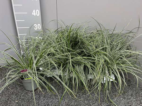 Picture of CAREX OSHIMENSIS WHITE DRAGON