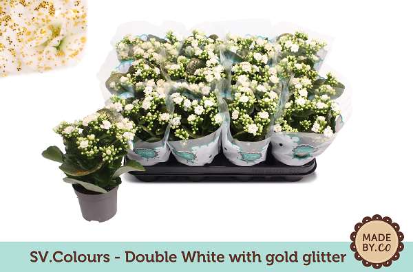 Picture of KALANCHOE WHITE + GLITTER