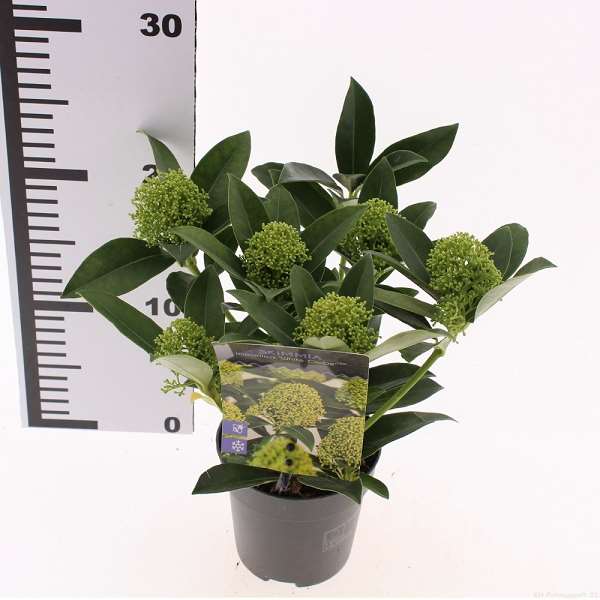 Picture of Skimmia japonica white globe