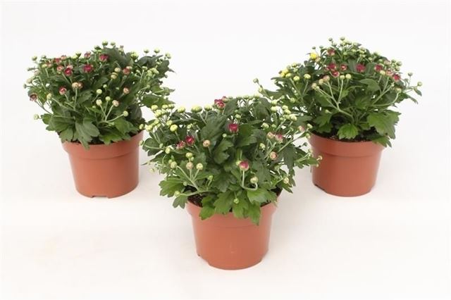 Picture of Chrysanthemum gardenmum trio