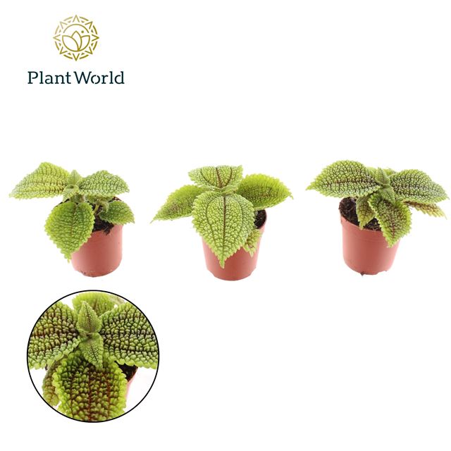 Picture of Pilea moonvalley