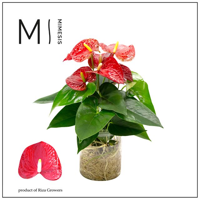 Picture of ANTHURIUM ANDREANUM RED IN AQUA GLASS