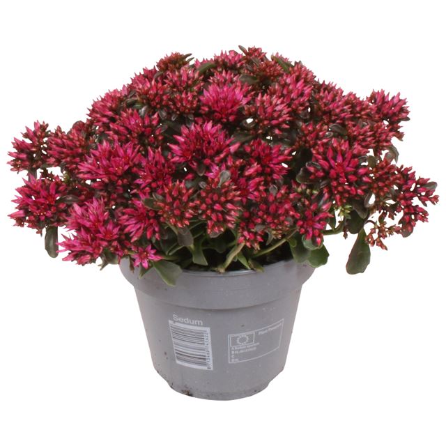 Picture of Sedum spot on deep rose