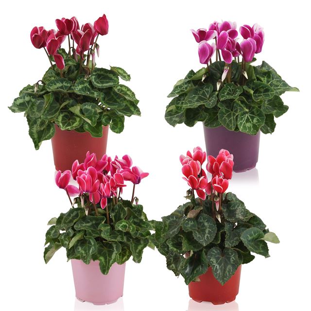 Picture of CYCLAMEN FUJI MIX IN COLOUR CODED POT