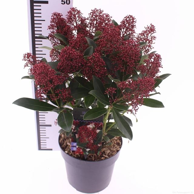 Picture of Skimmia japonica rubella 15+fl