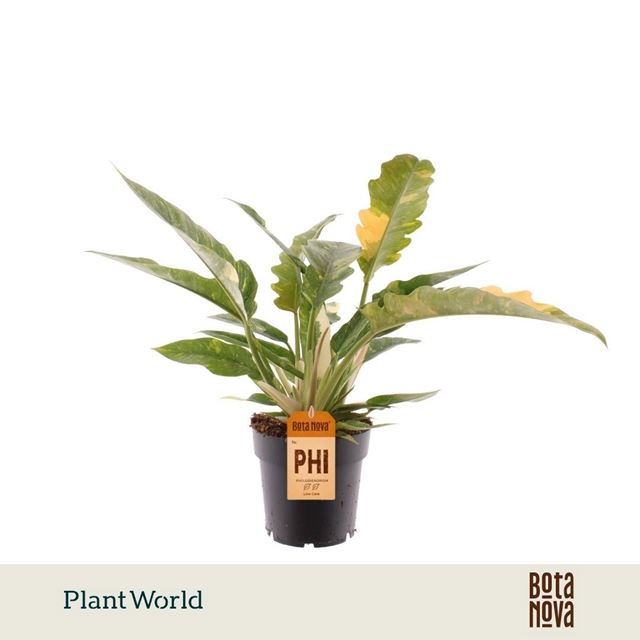Picture of Philodendron narrow ring of fire