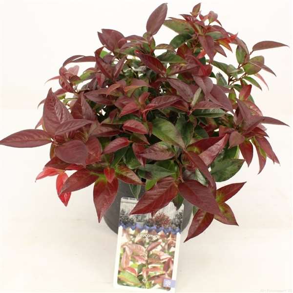 Picture of LEUCOTHOE LOVITA