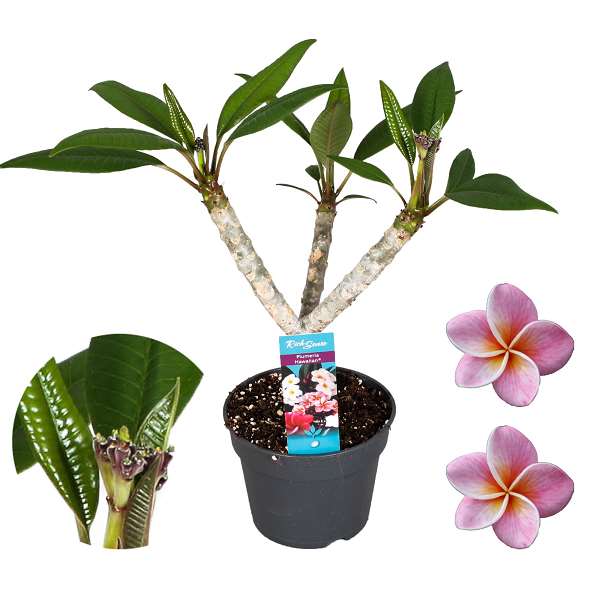 Picture of PLUMERIA BRANCHED PINK