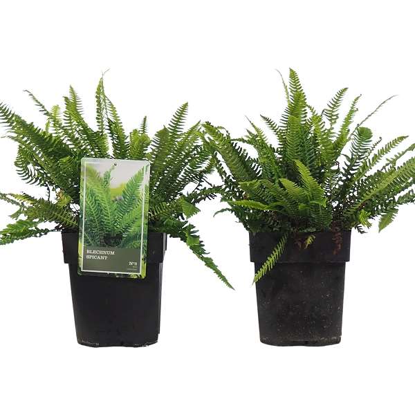 Picture of BLECHNUM SPICANT